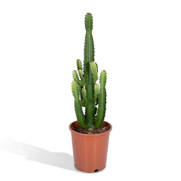 Euphorbia Acrurensis – Ø24 – ↨60cm