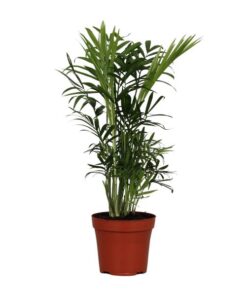 Chamaedorea Elegans – Ø12cm – ↕40cm