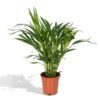 Dypsis Lutescens – Ø17 – ↨60cm