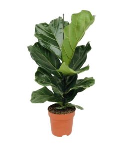 Ficus Lyrata – Ø17cm – ↕75cm