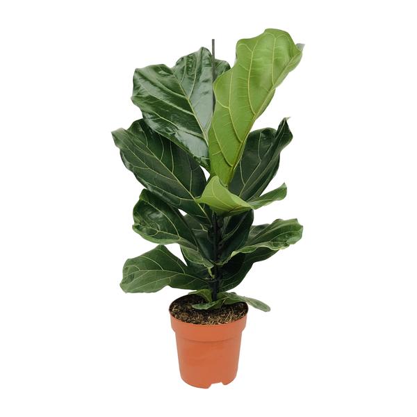 Ficus Lyrata – Ø17cm – ↕75cm