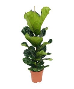 Ficus Lyrata – Ø21cm – ↕100cm