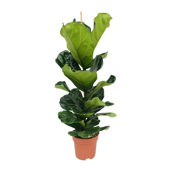 Ficus Lyrata – Ø21cm – ↕100cm