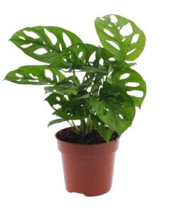 Monstera Monkey Leaf (Lochpflanze) – Ø12cm – ↕30cm