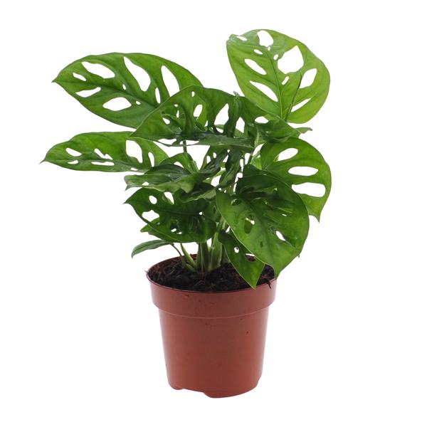 Monstera Monkey Leaf (Lochpflanze) – Ø12cm – ↕30cm