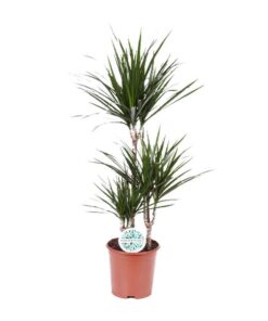 Dracaena Marginata – Ø21 – ↨115cm