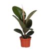 Ficus Elastica Robusta – Ø12cm – ↕35cm