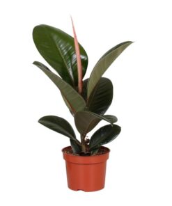 Ficus Elastica Robusta – Ø12cm – ↕35cm