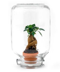 Easyplant – Ficus Ginseng bonsai