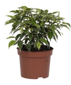 Ficus Benjamina Kinky – Ø12cm – ↕20cm