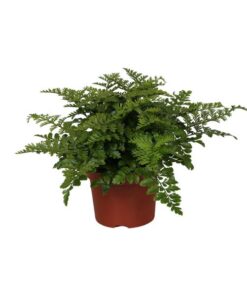 Asplenium Parvati – Ø12 cm – ↕25 cm