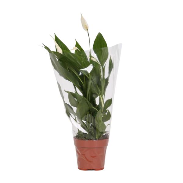 Spathiphyllum Alana – Ø12cm – ↕45cm