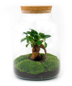 Flaschengarten – Milky mit Bonsai – ↕ 30 cm – Ø 21 cm – Harke + Schaufel