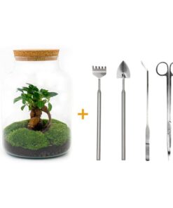 Flaschengarten – Milky mit Bonsai – ↕ 30 cm – Ø 21 cm – Harke + Schaufel + Pinzette