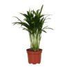 Areca Catechu – Ø12 cm – ↕35 cm