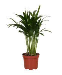 Areca Catechu – Ø12 cm – ↕35 cm