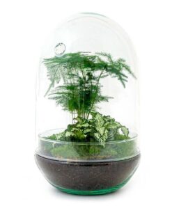 Flaschengarten – Egg XL – ↕ 30 cm – Ø 17 cm – Fittonia