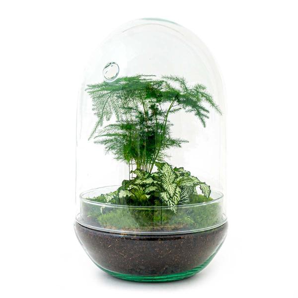 Flaschengarten – Egg XL – ↕ 30 cm – Ø 17 cm – Fittonia