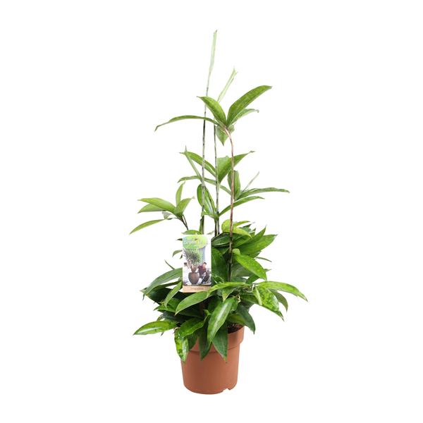 Dracaena Surculosa – Ø17 ↕55