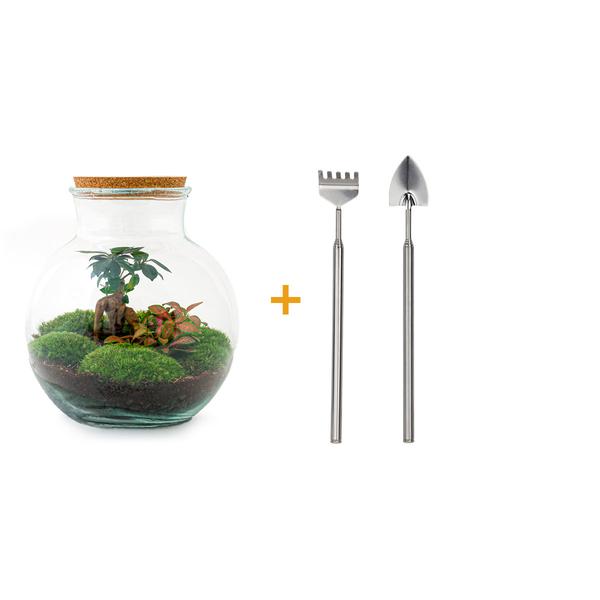 Flaschengarten – Teddy Bonsai – ↕ 26,5 cm – Ø 25 cm – Rechen + Schaufel