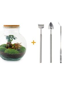 Flaschengarten – Teddy Bonsai – ↕ 26,5 cm – Ø 25 cm – Rechen + Schaufel + Pinzette