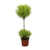 Cupressus Goldcrest Wilma – Ø14cm – ↕60cm