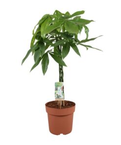 Pachira Aquatica – Ø21cm – ↕90cm