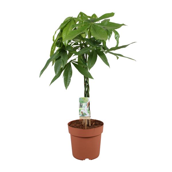 Pachira Aquatica – Ø21cm – ↕90cm