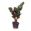 Calathea Makoyana – Pauwenplant – Terrarium plant – Potmaat 6