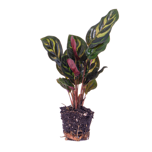 Calathea Makoyana – Pauwenplant – Terrarium plant – Potmaat 6