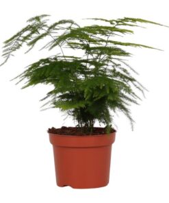 Asparagus Setaceus – Ø12 cm – ↨35 cm