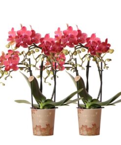 Kolibri Orchids | COMBI DEAL von 2 roten Phalaenopsis Orchideen – Kongo – Topfgröße Ø9cm blühende Zimmerpflanze – frisch vom Züchter