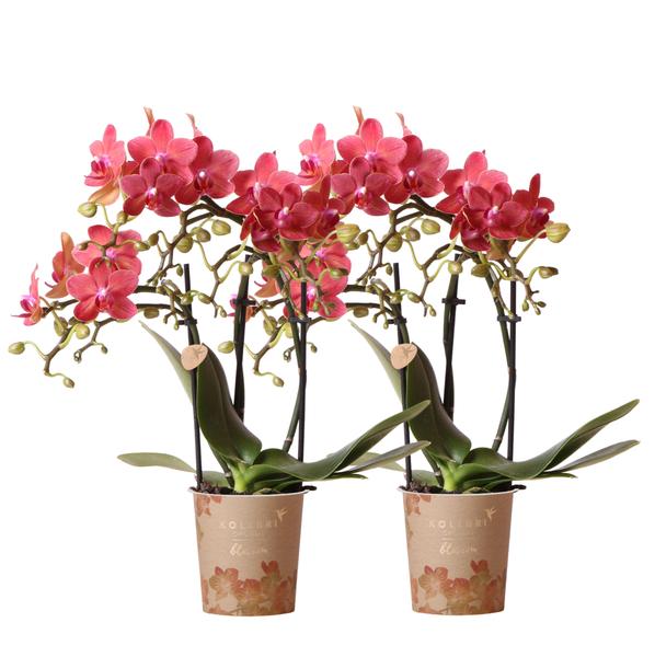 Kolibri Orchids | COMBI DEAL von 2 roten Phalaenopsis Orchideen – Kongo – Topfgröße Ø9cm blühende Zimmerpflanze – frisch vom Züchter