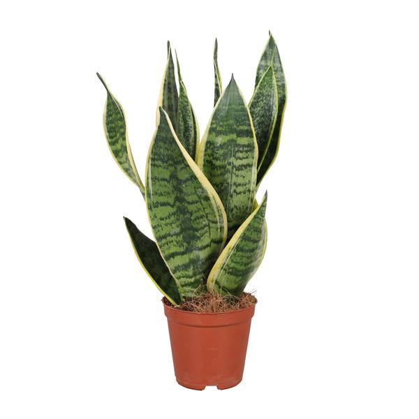 Sansevieria Trifasciata Futura Superba – Ø12cm – ↕40cm