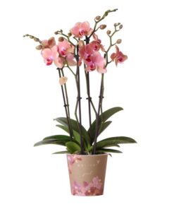 Kolibri Orchids | Orange rosa Phalaenopsis Orchidee – Jewel Pirate Picotee – Topfgröße Ø12cm blühende Zimmerpflanze – frisch vom Züchter