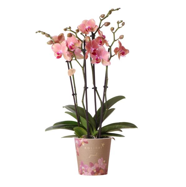 Kolibri Orchids | Orange rosa Phalaenopsis Orchidee – Jewel Pirate Picotee – Topfgröße Ø12cm blühende Zimmerpflanze – frisch vom Züchter