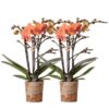 Kolibri Orchids | COMBI DEAL von 2 orange Phalaenopsis Orchideen – Bozen – Topfgröße Ø9cm blühende Zimmerpflanze – frisch vom Züchter