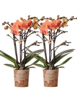 Kolibri Orchids | COMBI DEAL von 2 orange Phalaenopsis Orchideen – Bozen – Topfgröße Ø9cm blühende Zimmerpflanze – frisch vom Züchter