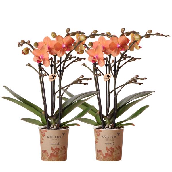 Kolibri Orchids | COMBI DEAL von 2 orange Phalaenopsis Orchideen – Bozen – Topfgröße Ø9cm blühende Zimmerpflanze – frisch vom Züchter