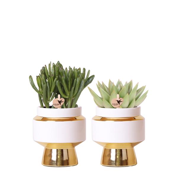 Kolibri Greens | Succulenten Satz von 2 Pflanzen in Gold Le Chic dekorative Töpfe – Keramik Topf Größe Ø9cm