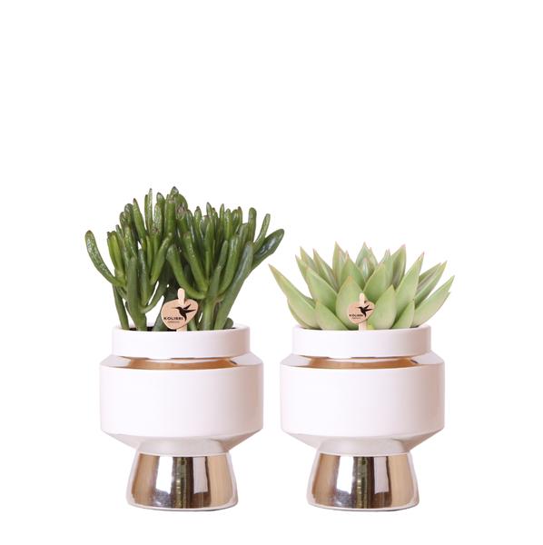 Kolibri Greens | Rhipsalis 2er Set Pflanzen in silbernen Le Chic Ziertöpfen – Keramik Topfgröße Ø9cm