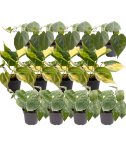 12x Philodendron Scandens Mix