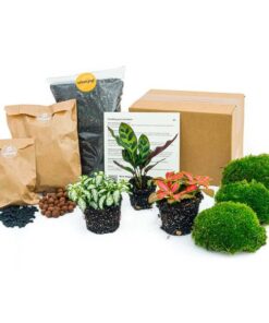 Flaschengarten-Paket Calathea Makoyana – Paket 1