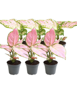 6x Aglaonema Mix