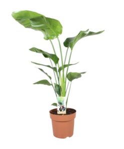 Strelitzia Nicolai – Ø21cm – ↕90cm