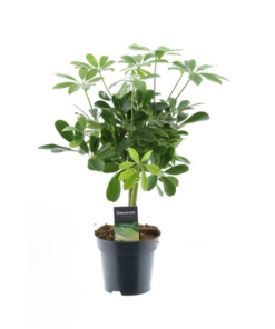 Schefflera Compacta Nora – Ø14cm – ↕50cm