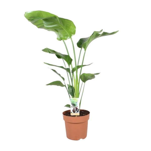 Strelitzia Nicolai – Ø21cm – ↕90cm