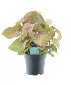 Syngonium Red Heart Feel Green – Ø14cm – ↕30cm