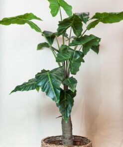 Kunstpflanze – Alocasia – 150 cm