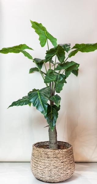 Kunstpflanze – Alocasia – 150 cm